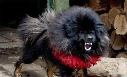 狗狗中的战斗机，藏獒中的天子——鬼藏