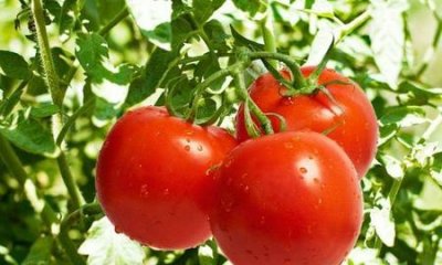 ​西红柿的功效与作用以及营养价值(西红柿的营养价值和养生作用)