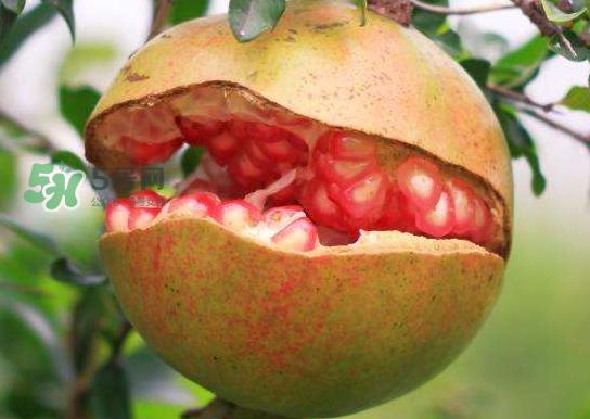 石榴为什么会裂开？石榴裂果是怎么回事？