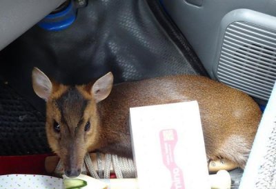 ​巡山员惊见山羌缩草丛边动不了,疑挣脱捕兽铗而受伤!