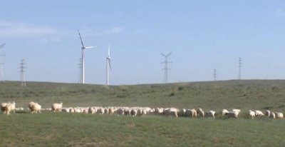 ​地标产品——“肉中贵族”盐池滩羊，不膻、不腻！