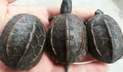 ​养草龟要一直放在水里吗