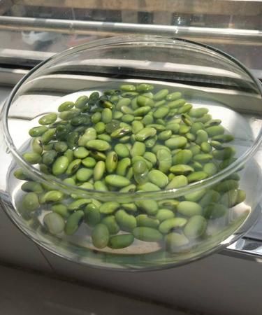 青豆种土里能长吗