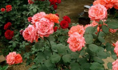 ​月季花的功效-月季花的养殖技巧