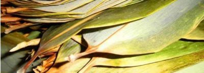 ​干苇叶怎样煮,干粽叶要泡多久才可以包粽子