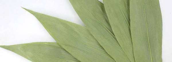 干苇叶怎样煮,干粽叶要泡多久才可以包粽子图2