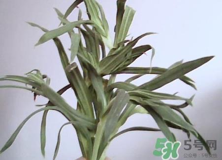 面条菜的营养价值_面条菜的功效与作用及食用方法 面条菜的营养价值_面条菜的功效与作用及食用方法