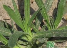 面条菜的营养价值_面条菜的功效与作用及食用方法 面条菜的营养价值_面条菜的功效与作用及食用方法