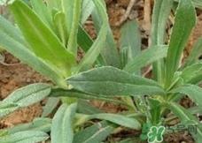 面条菜的营养价值_面条菜的功效与作用及食用方法 面条菜的营养价值_面条菜的功效与作用及食用方法