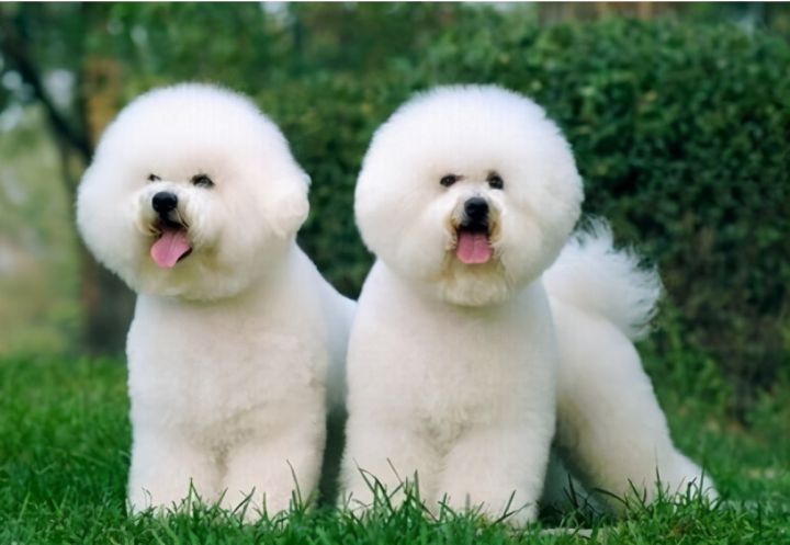 如何训练狗狗坐下趴下握手（比熊犬训练的6个基本动作）