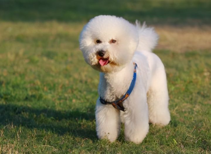 如何训练狗狗坐下趴下握手（比熊犬训练的6个基本动作）