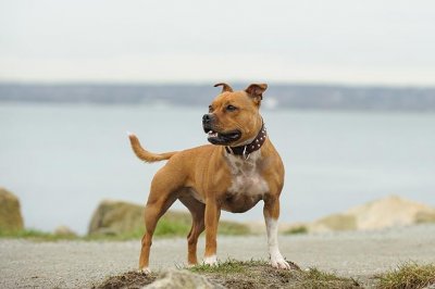 ​寻根问祖系列（87）：斯塔福郡斗牛梗 Staffordshire Bull Terrier