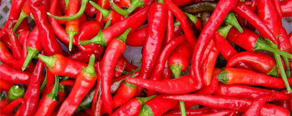 辣椒种子催芽方法（辣椒种子的发芽步骤分享）