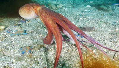 ​章鱼是属于软体动物吗