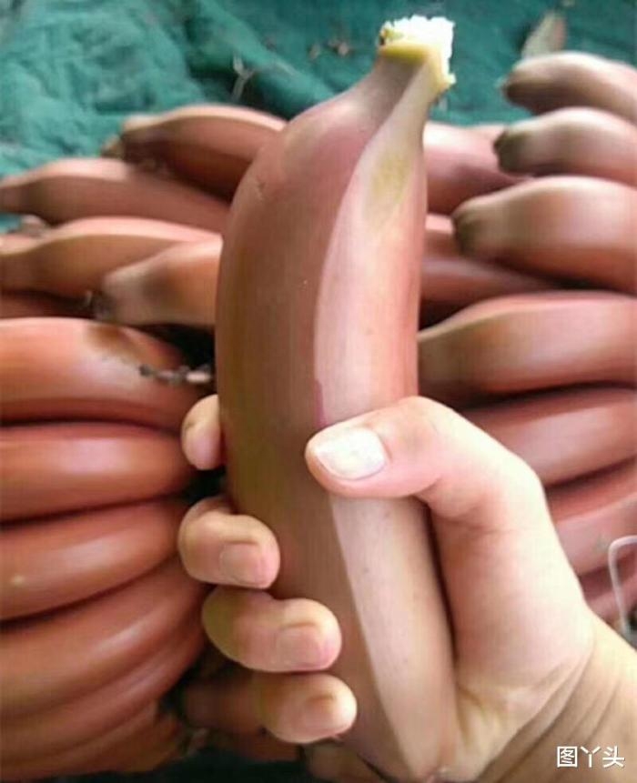 红皮香蕉的作用与功效(红皮香蕉适合什么人吃)