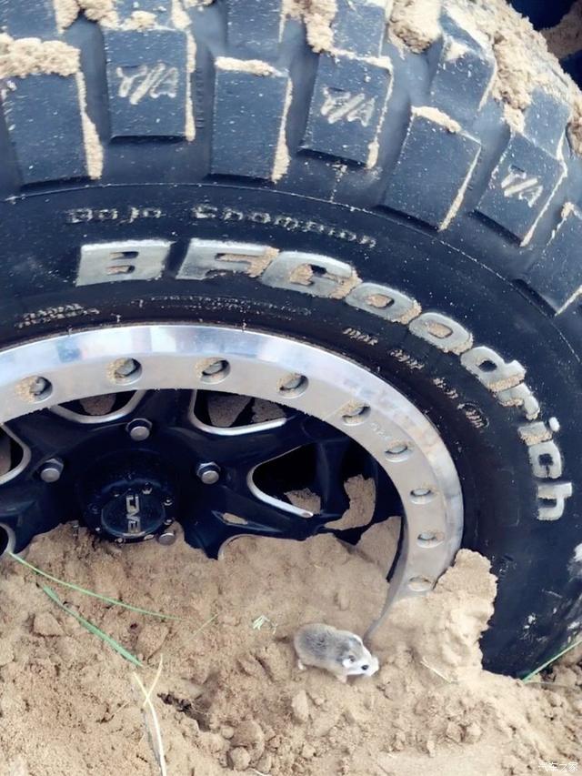 20款两门牧马人越野（硬汉才能驾驭大吉普）(14)