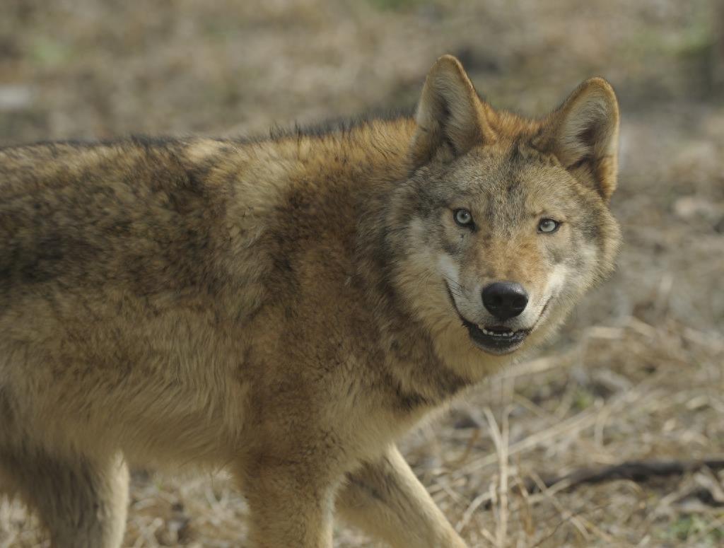很强势!中国狼,一种特殊的狼种