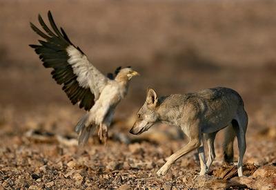 很强势!中国狼,一种特殊的狼种