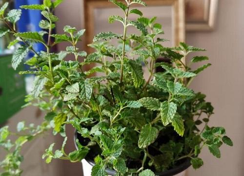 盆栽薄荷怎么养