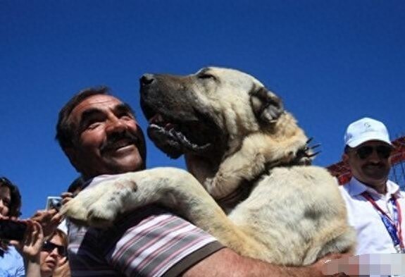 世界上唯一被视为国宝的烈性犬：土耳其坎高犬，真那么神？