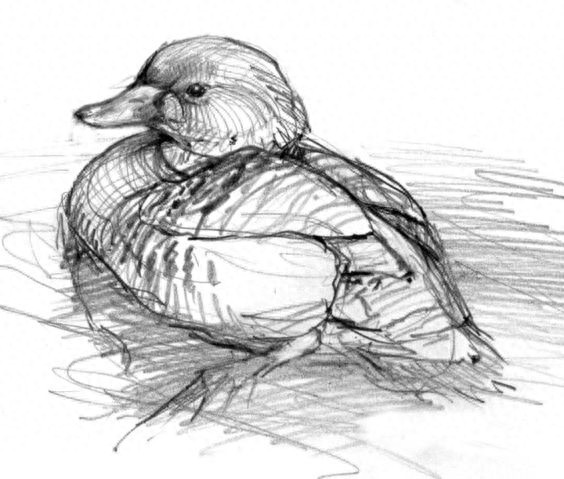 趣味素描——小鸟