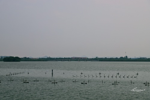 玩遍芜湖水系篇：莲花湖