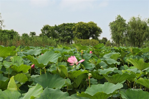 玩遍芜湖水系篇：莲花湖