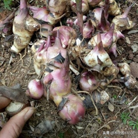 这六种“芋”，有全都认识的吗？