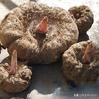 这六种“芋”，有全都认识的吗？