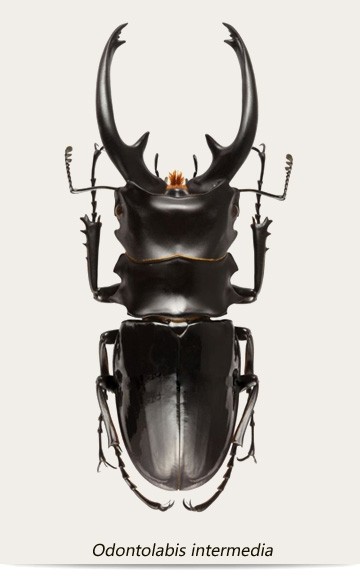 色彩斑斓的锹甲虫