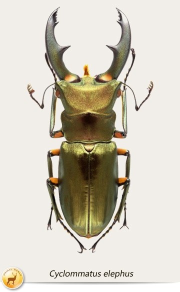 色彩斑斓的锹甲虫