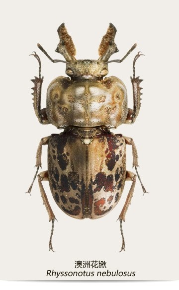 色彩斑斓的锹甲虫