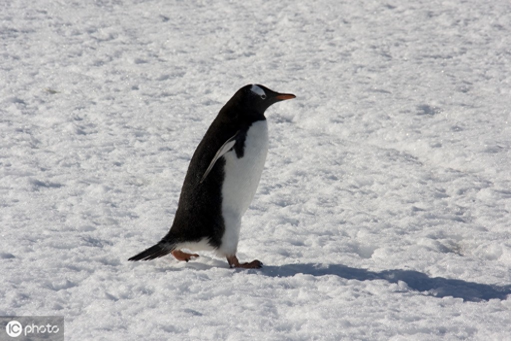 巴布亚企鹅（Pygoscelis papua）