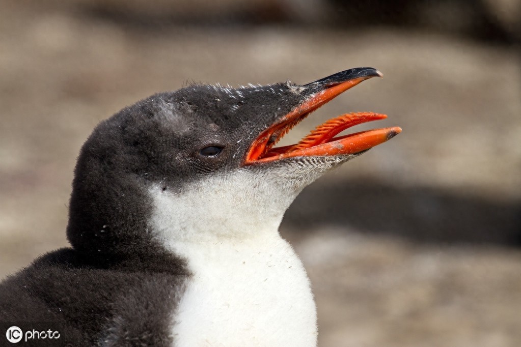 巴布亚企鹅（Pygoscelis papua）