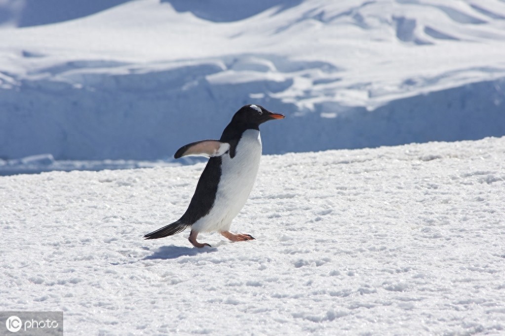 巴布亚企鹅（Pygoscelis papua）