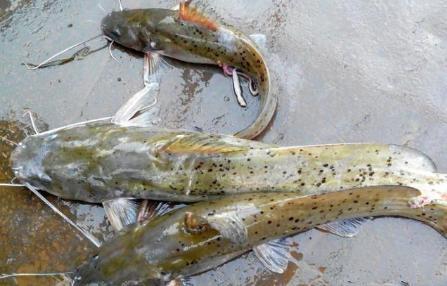 这种鱼比甲鱼营养，如今卖到上百元一斤，却被当成鲶鱼遭到嫌弃