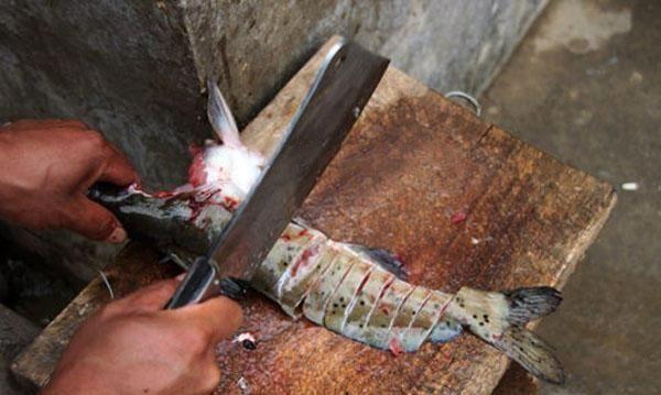 这种鱼比甲鱼营养，如今卖到上百元一斤，却被当成鲶鱼遭到嫌弃