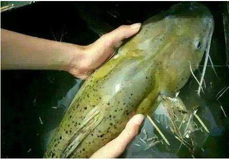 这种鱼比甲鱼营养，如今卖到上百元一斤，却被当成鲶鱼遭到嫌弃