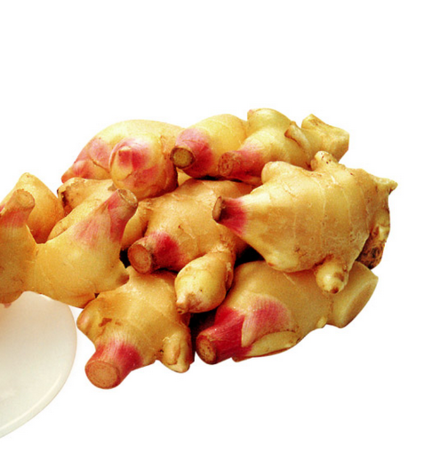 刚挖的姜怎样保存不坏