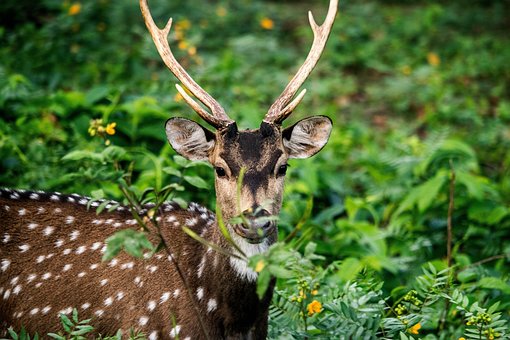chital-5781331__340.jpg