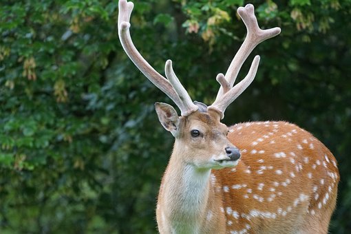 sika-deer-1454568__340.jpg