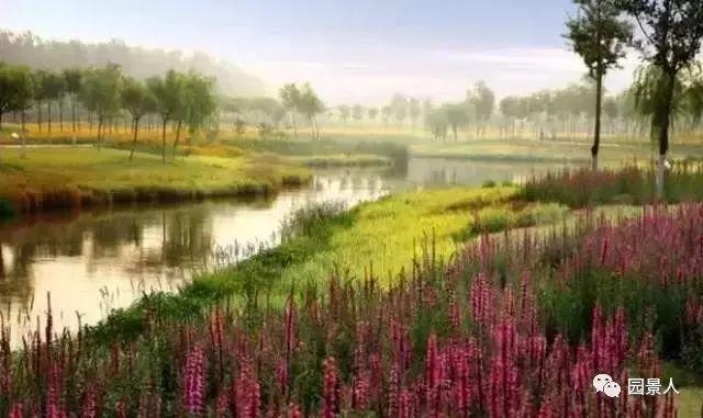 水生植物简介(水生植物普及知识干货来袭)(34)