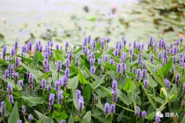 水生植物简介(水生植物普及知识干货来袭)(24)