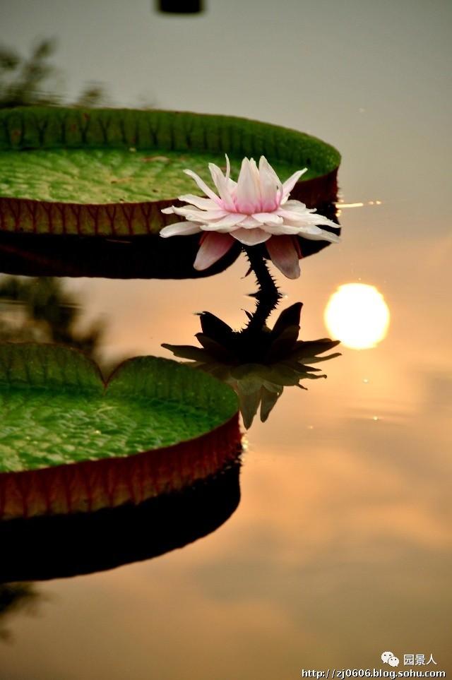 水生植物简介(水生植物普及知识干货来袭)(17)