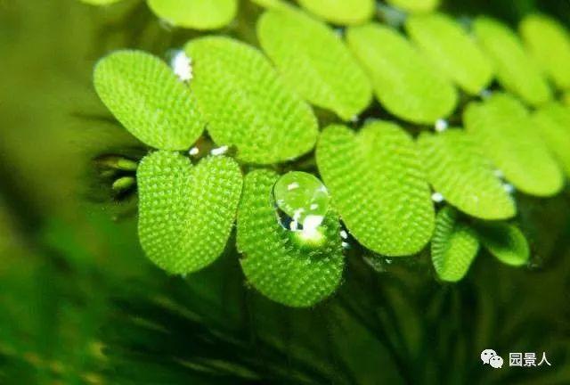 水生植物简介(水生植物普及知识干货来袭)(12)