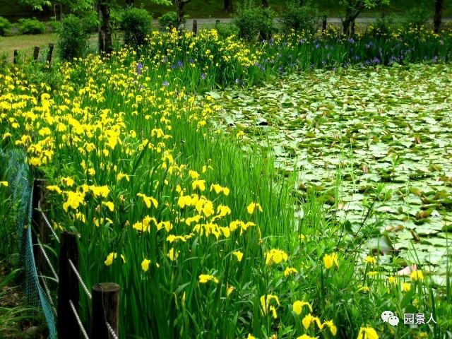 水生植物简介(水生植物普及知识干货来袭)(37)