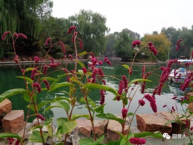 水生植物简介(水生植物普及知识干货来袭)(26)
