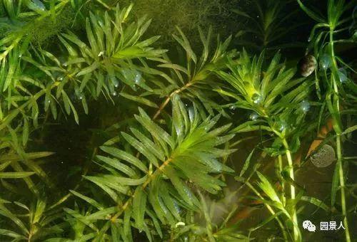 水生植物简介(水生植物普及知识干货来袭)(8)