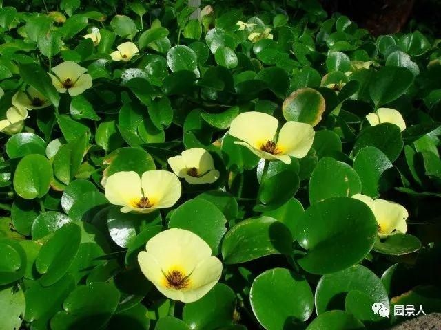 水生植物简介(水生植物普及知识干货来袭)(16)