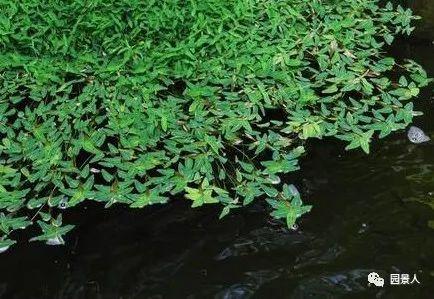 水生植物简介(水生植物普及知识干货来袭)(11)